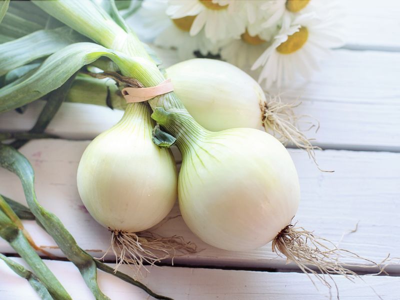 Onion